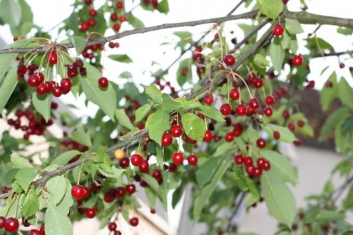 Cherry Tree France