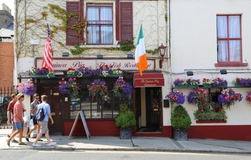Ireland Guiena Pig